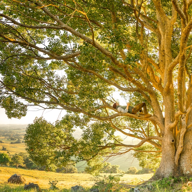 A guy chilling out on a branch of a tree